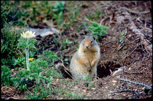 Arctic? Ground Squirrel