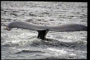 Whale sp?