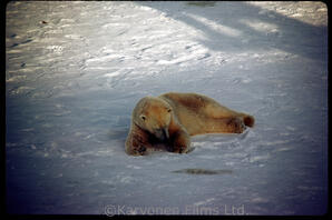 Polar Bear