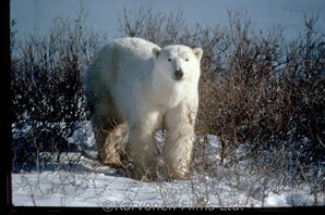 Polar Bear