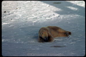 Polar Bear