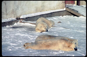 Polar Bear