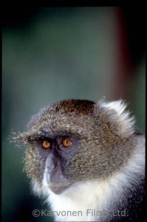 Sykes Monkey