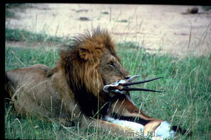 Lion