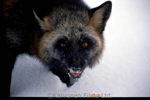 Red Fox - Black phase