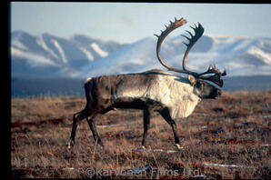 Barren ground Caribou
