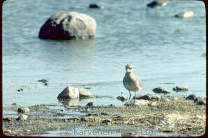 Plover sp?