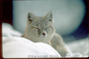 Swift Fox