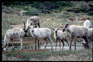 Caribou