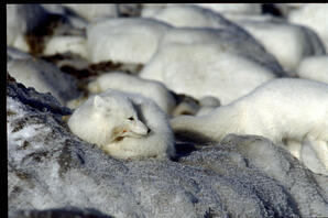 Arctic Fox