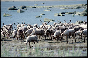 Caribou