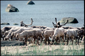 Caribou