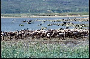 Caribou