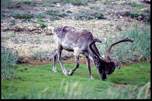 Caribou - bull