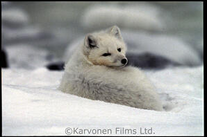 Arctic Fox