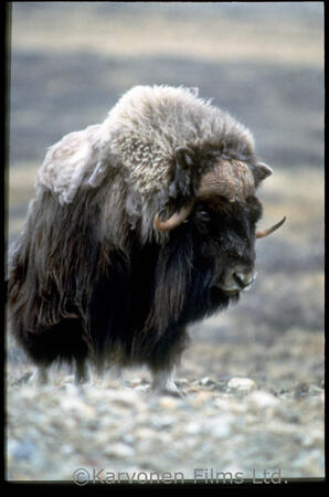 Muskox