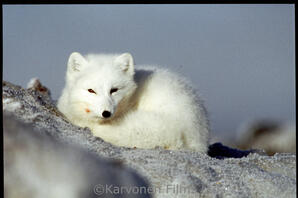 Arctic Fox