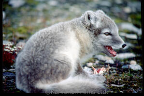 Arctic Fox