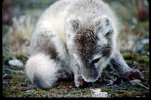 Arctic Fox