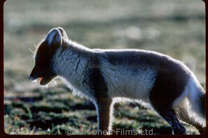 Arctic Fox