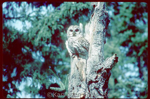 Barred Owl
