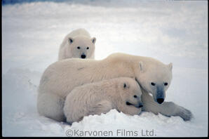 Polar Bear