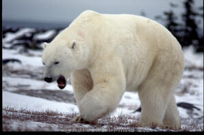 Polar Bear