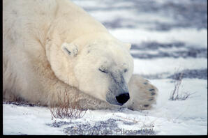 Polar Bear