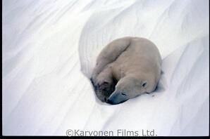 Polar Bear