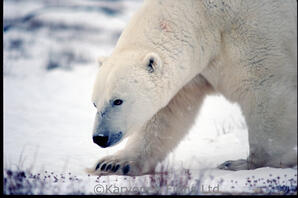 Polar Bear