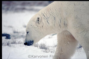 Polar Bear