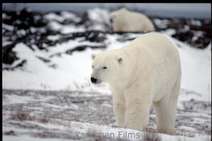 Polar Bear