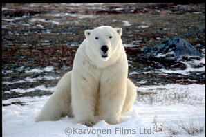 Polar Bear