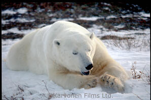 Polar Bear