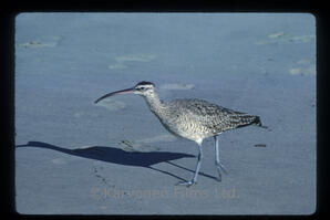 Long Billed Curlew