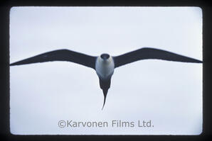 Long Tailed Jaeger
