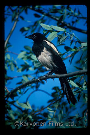 Magpie