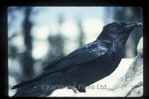 Raven