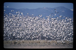 Snow Geese