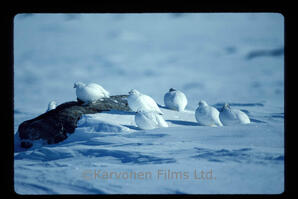 Willow Ptarmigan Winter