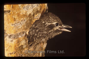 Young Sapsucker