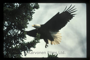 Bald Eagle