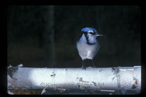 Blue Jay