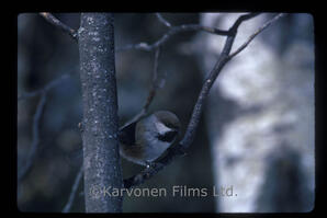 Boreal Chickadee