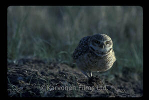 Burrowing Owl 2