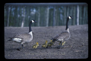 Canadian Geese