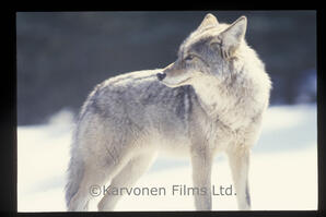 Coyote