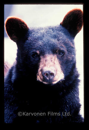 Black Bear Cub