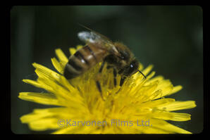 Honey Bee