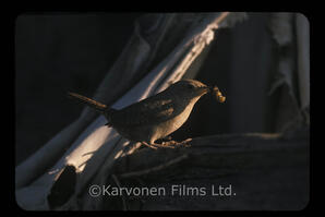 House Wren